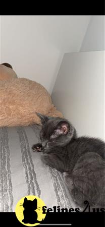 kisscats90 Picture 1
